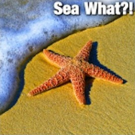 Sea What?!
