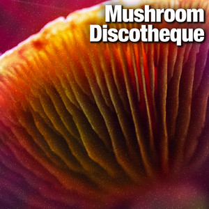 Mushroom Discotheque